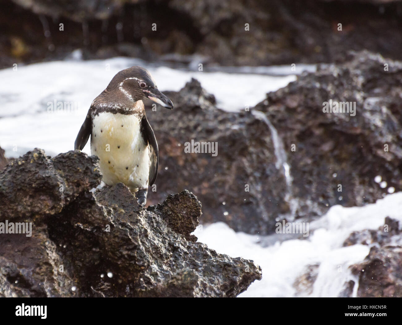 Galapagos penguin (Spheniscus mendiculus) permanente sulla spiaggia rocciosa nelle isole Galapagos. Foto Stock