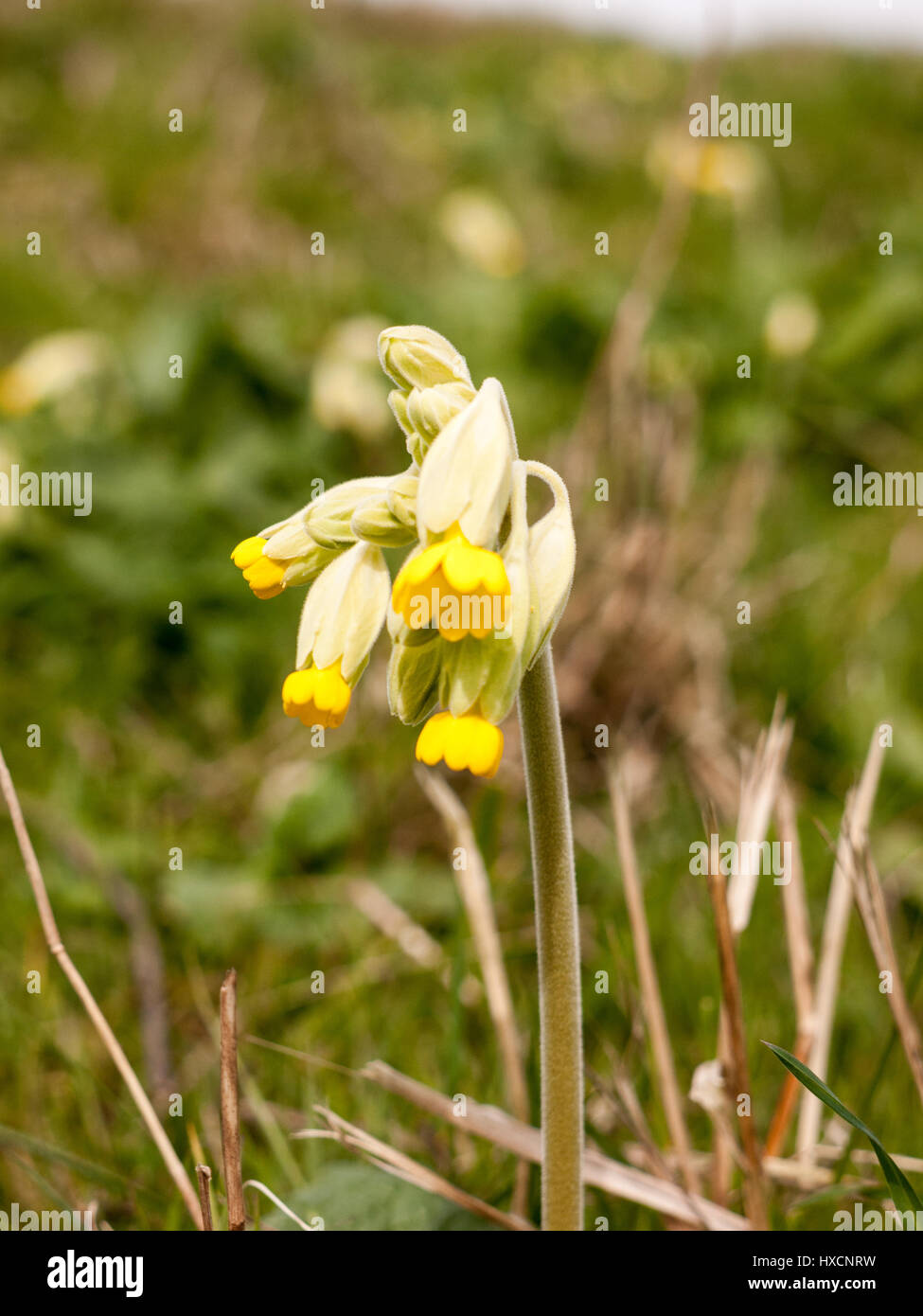 Bella cowslip a partire dal tempo di primavera Foto Stock