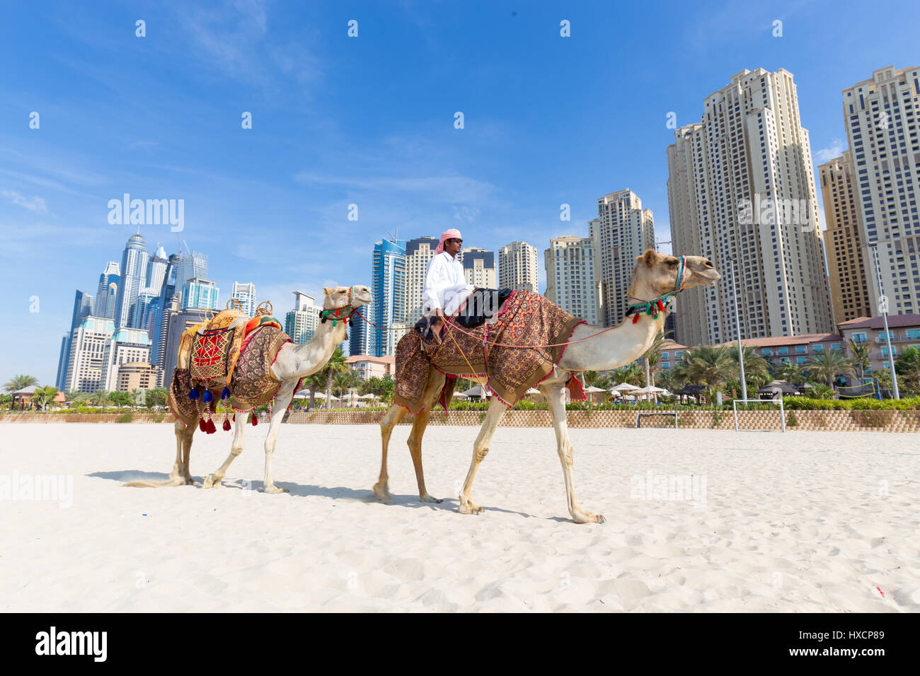 L'uomo offre safari in cammello sulla spiaggia di Jumeirah, Dubai, Emirati Arabi Uniti. Foto Stock