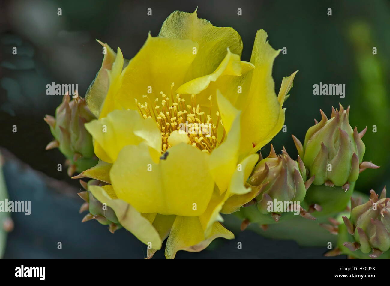 Giallo fiore di fico d'india cactus flower, Sofia, Bulgaria Foto Stock