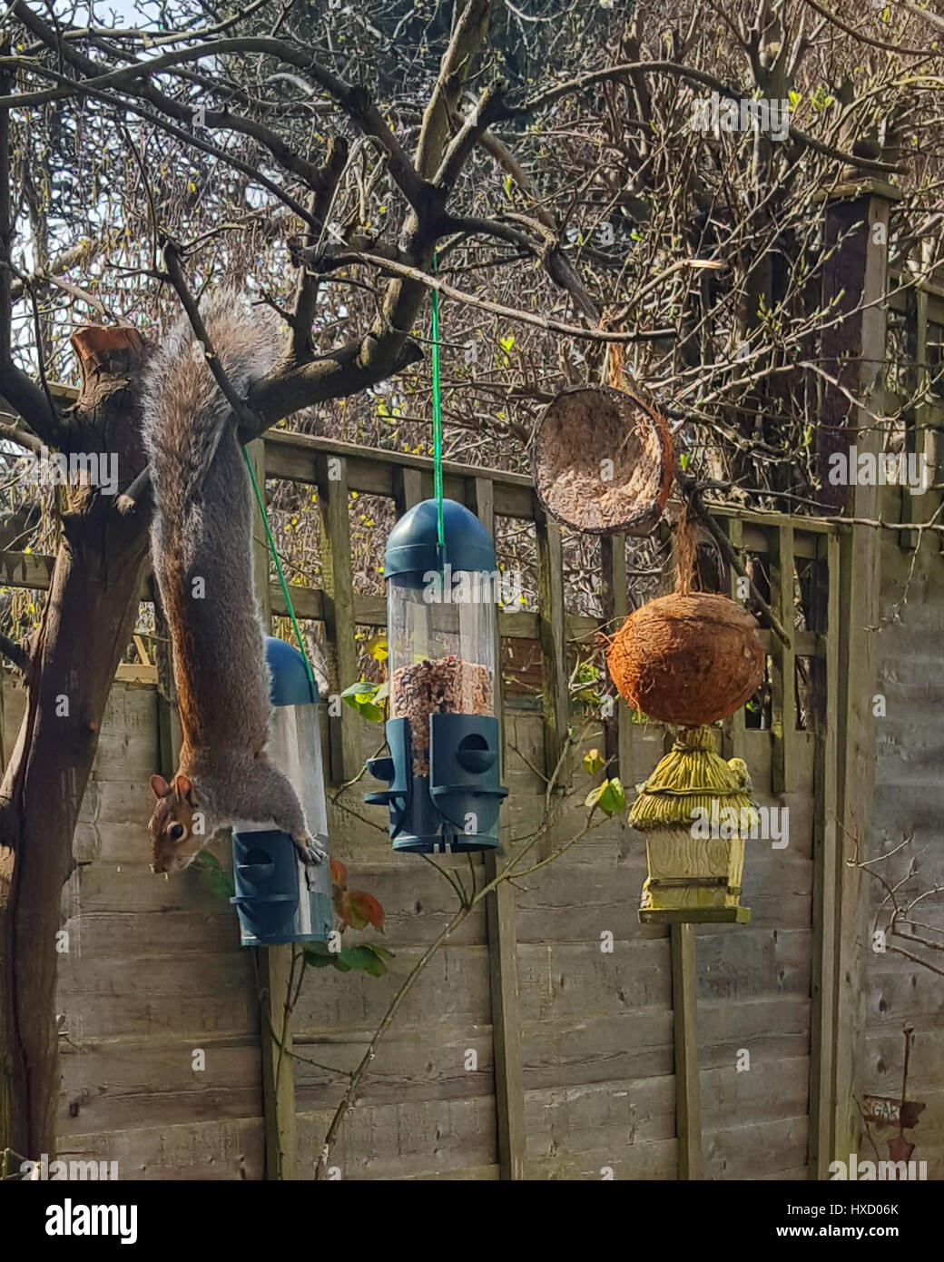 Bristol, Regno Unito. 27 Mar, 2017. Regno Unito Meteo. Uno scoiattolo impertinente visto prendendo il cibo da un Bird Feeder mentre appeso a testa in giù per rimuovere il contenuto su una calda giornata di sole in un Bristol giardino sul retro . Obbligatorio ByLine. Credito: Robert Timoney/Alamy Live News Foto Stock Bristol, Regno Unito. 27 Mar, 2017. Regno Unito Meteo. Uno scoiattolo impertinente visto prendendo il cibo da un Bird Feeder mentre appeso a testa in giù per rimuovere il contenuto su una calda giornata di sole in un Bristol giardino sul retro . Obbligatorio ByLine. Credito: Robert Timoney/Alamy Live News Foto Stock