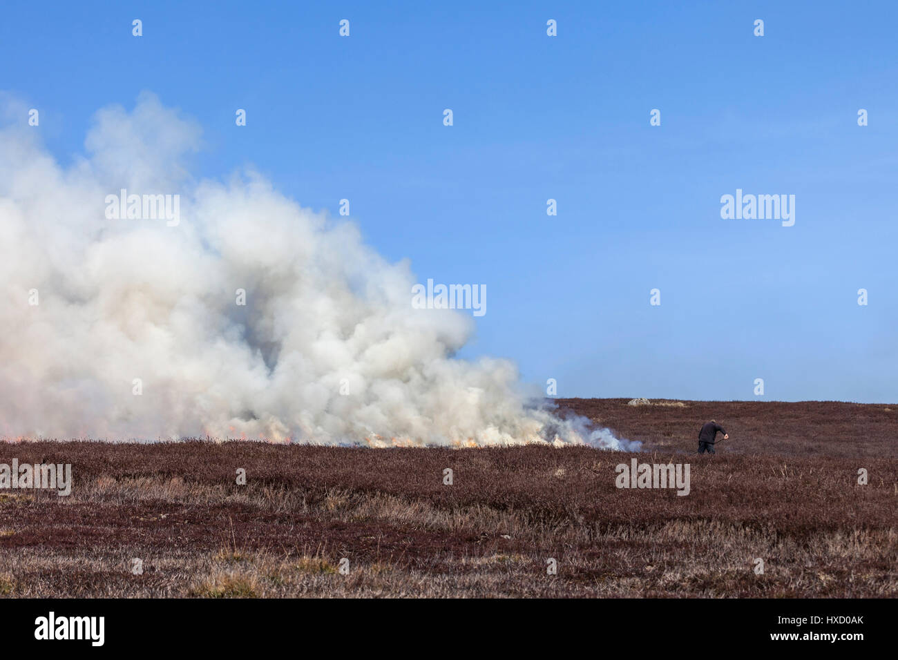 County Durham Regno Unito. Lunedì 27 Marzo. Regno Unito Meteo. Heather controllata di bruciare il gallo cedrone mori continua durante la calda primavera meteo nel North Pennines. Il heather è bruciato in una rotazione al fine di fornire nuove giovani germogli di heather per la Red Grouse per l'alimentazione. Credito: David Forster/Alamy Live News Foto Stock