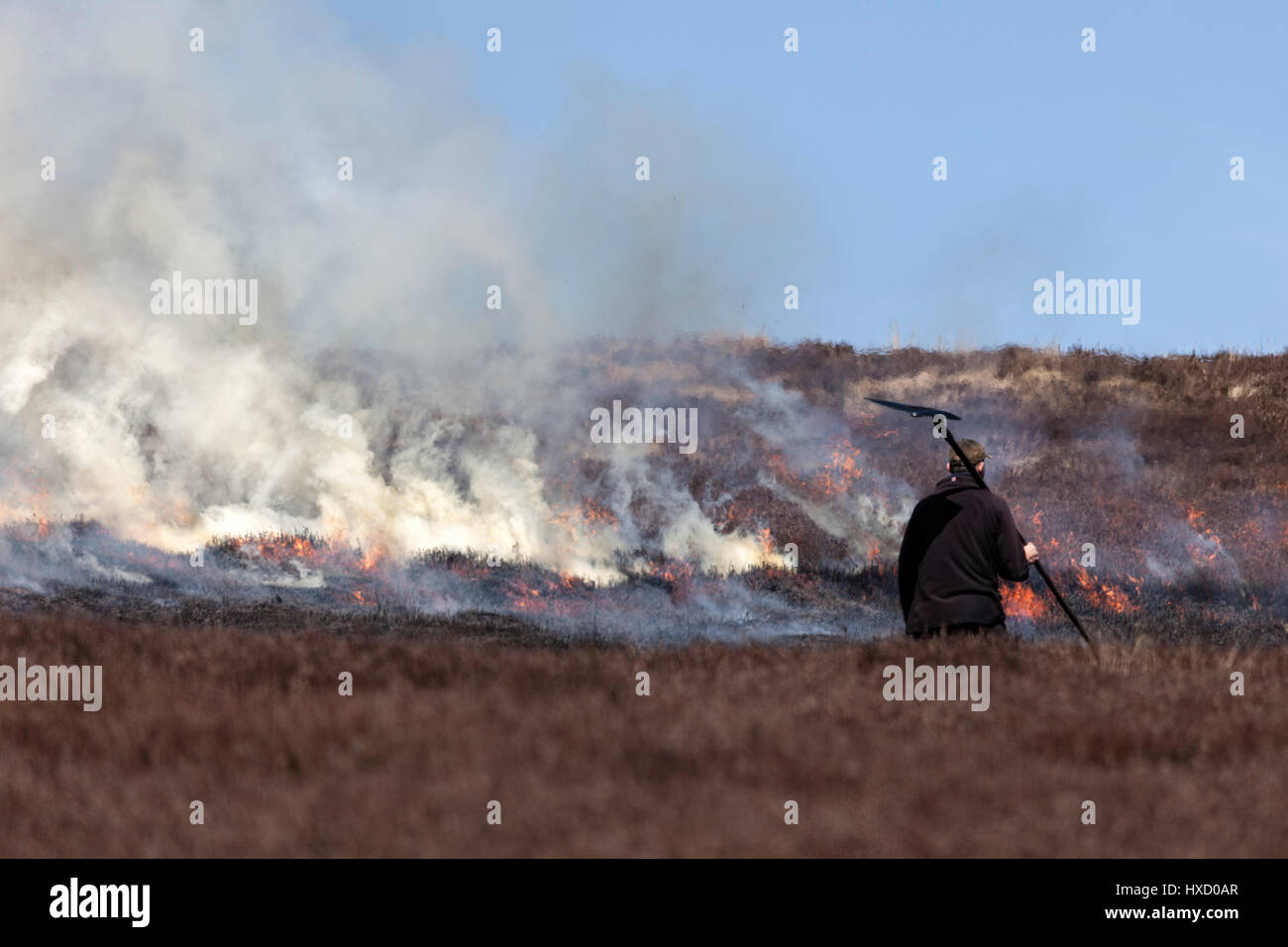 County Durham Regno Unito. Lunedì 27 Marzo. Regno Unito Meteo. Heather controllata di bruciare il gallo cedrone mori continua durante la calda primavera meteo nel North Pennines. Il heather è bruciato in una rotazione al fine di fornire nuove giovani germogli di heather per la Red Grouse per l'alimentazione. Credito: David Forster/Alamy Live News Foto Stock