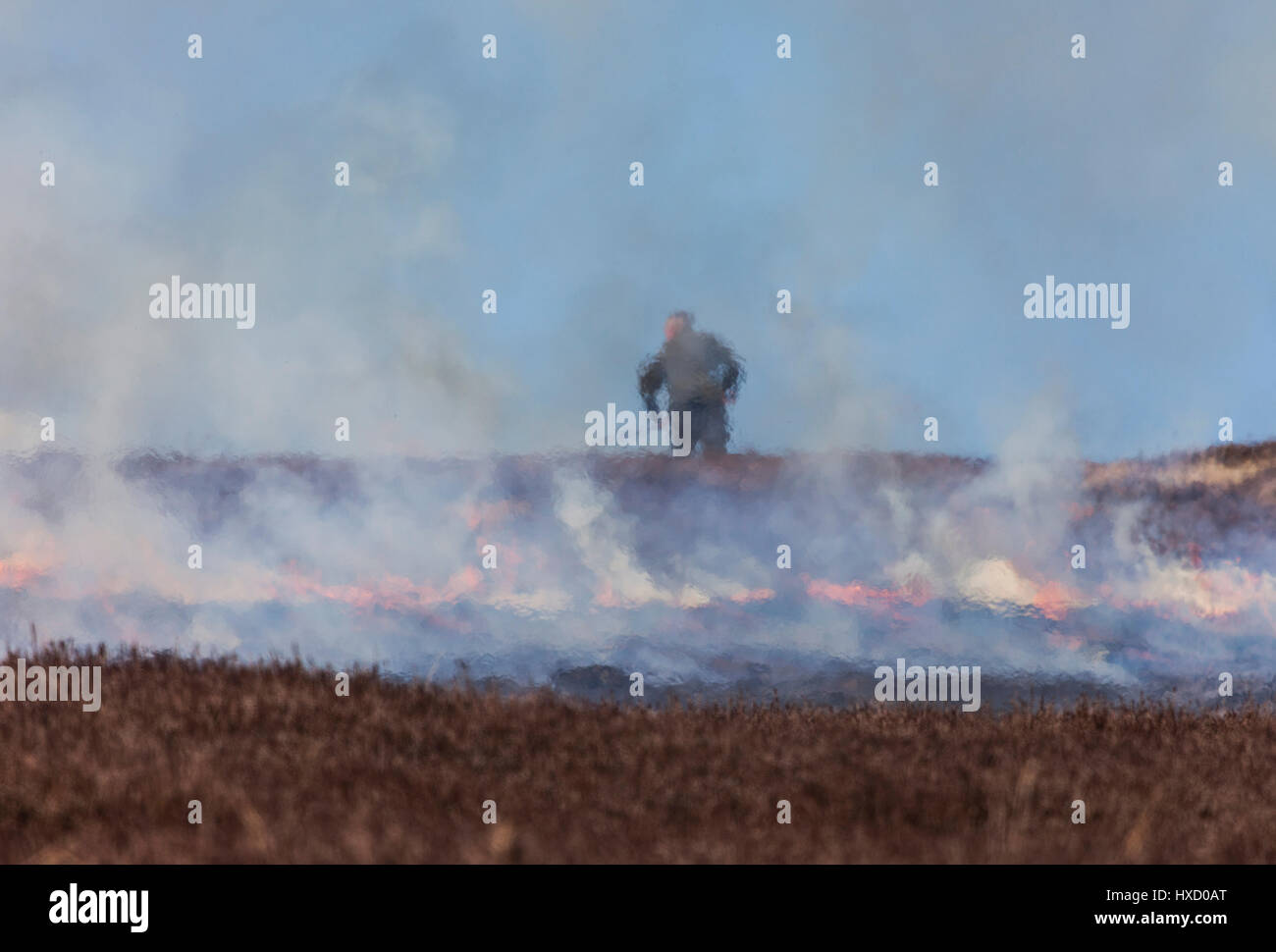 County Durham Regno Unito. Lunedì 27 Marzo. Regno Unito Meteo. Heather controllata di bruciare il gallo cedrone mori continua durante la calda primavera meteo nel North Pennines. Il heather è bruciato in una rotazione al fine di fornire nuove giovani germogli di heather per la Red Grouse per l'alimentazione. Credito: David Forster/Alamy Live News Foto Stock