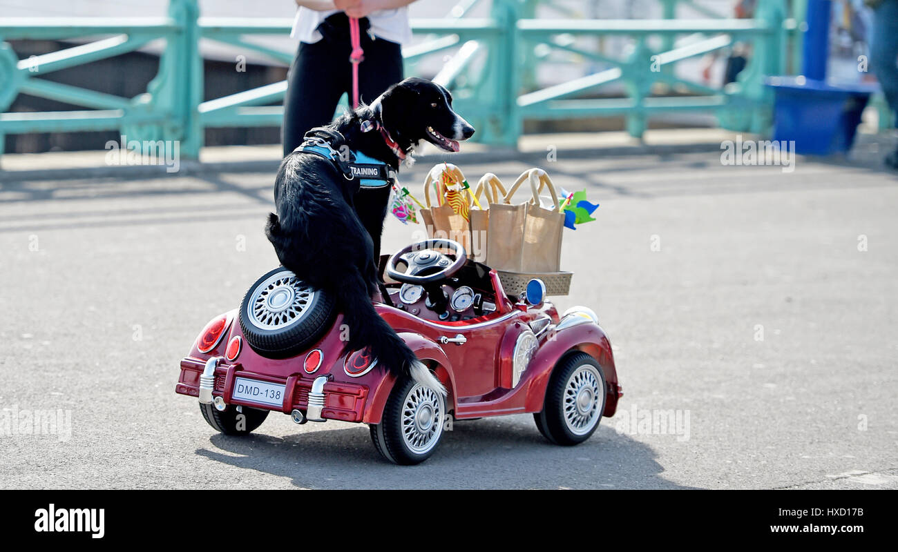 Brighton, Regno Unito. 27 Mar, 2017. Loki il cane guida la sua auto lungo la Brighton Seafront questo pomeriggio su di un'altra bella giornata di sole nel Regno Unito . Loki è stata filmata per un ITV mostra di essere in onda più tardi di questa estate Credit: Simon Dack/Alamy Live News Foto Stock