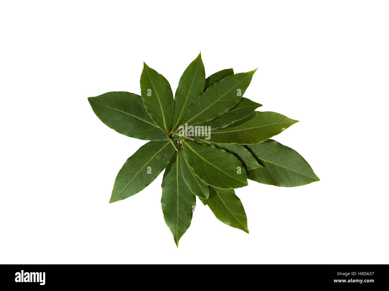 Gruppo di tre fresche foglie di alloro su sfondo bianco Foto Stock