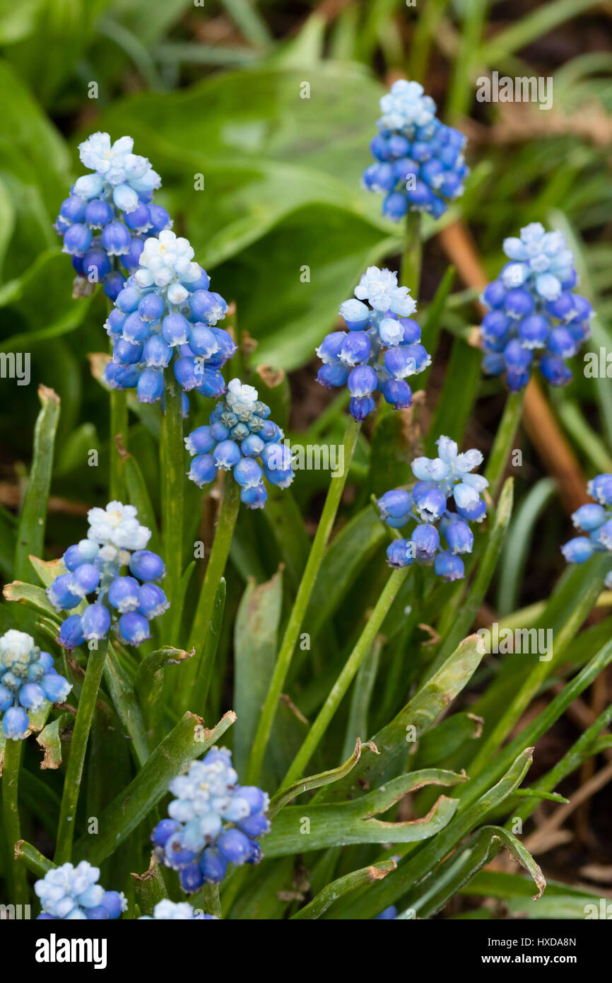 Boccioli bianco aperto a fiori blu per dare un due effetto tonico nell'uva giacinto, Muscari aucheri 'Mount' del cofano Foto Stock