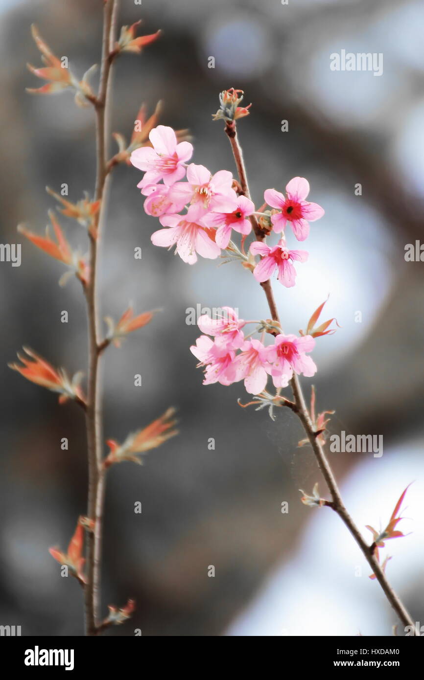 Dolcemente Wild himalayana di fiori di ciliegio in Chiang Mai Thailandia Foto Stock