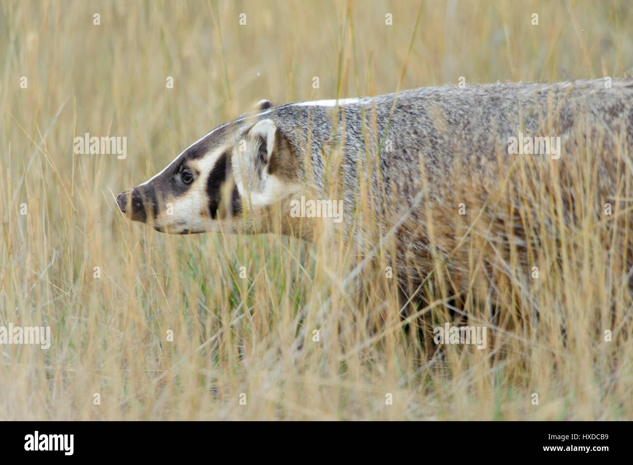 American Badger (Taxidea taxus), America del Nord Foto Stock