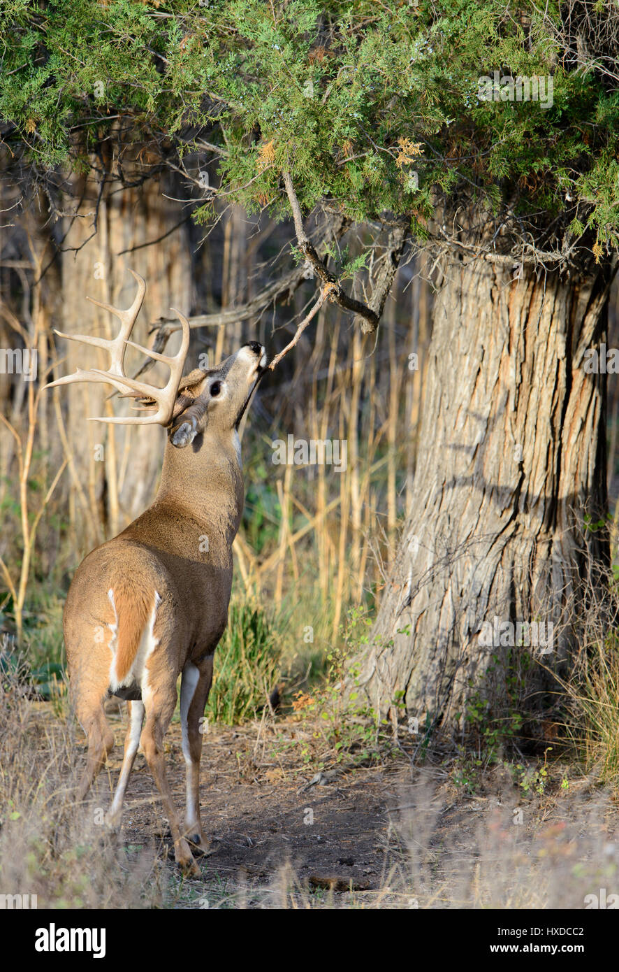 Un white-tailed deer buck (Odocoileus virginianus) sfrega contro un albero di ginepro, America del Nord Foto Stock