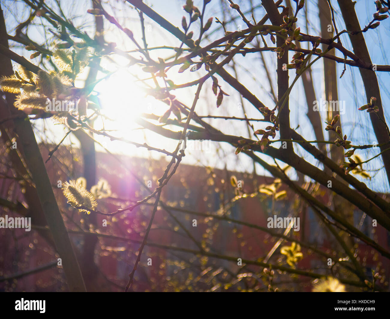 Il riflesso solare attraverso un albero di fioritura Foto Stock