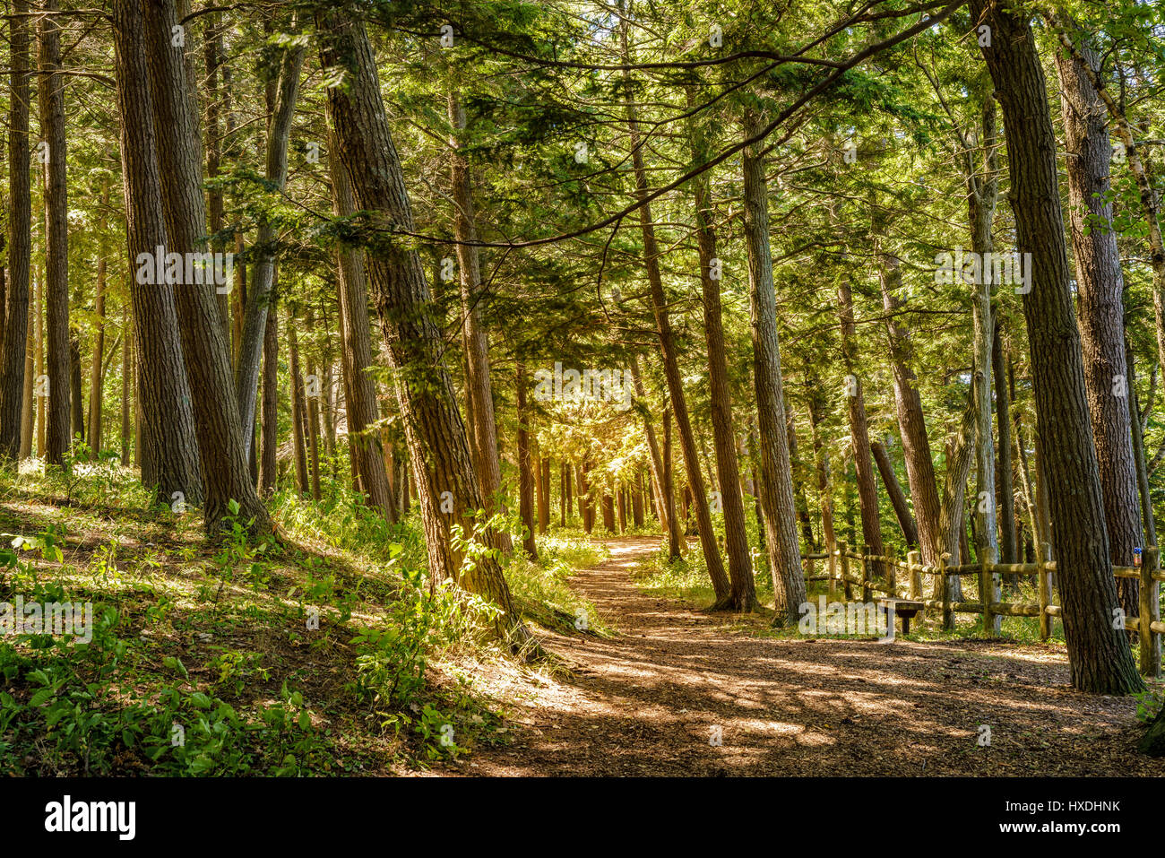 Scenic walking trail nel parco di Charlevoix, Michigan Foto Stock