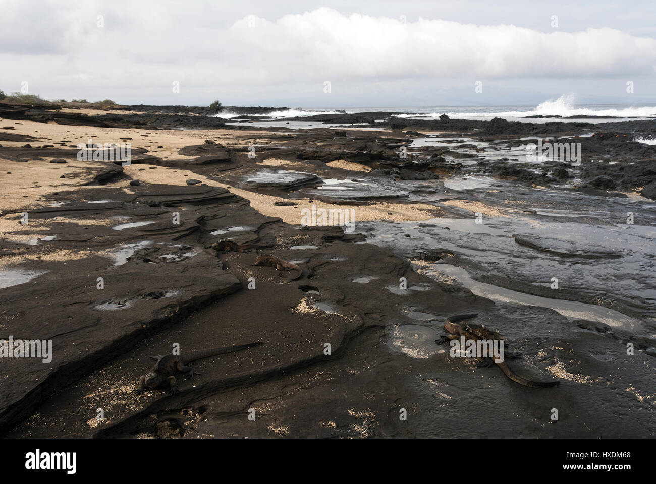 Ecuador, Galapagos, isola di Santiago, Puerto Egas, il paesaggio costiero con iguane marine Foto Stock