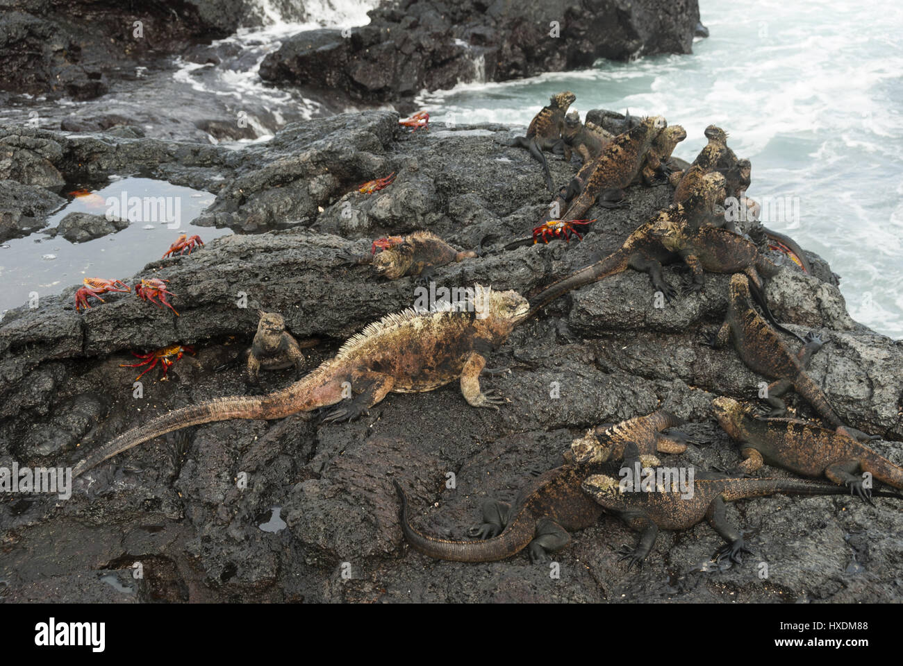 Ecuador, Galapagos, isola di Santiago, Puerto Egas, iguane marine e Sally lightfoot granchi Foto Stock