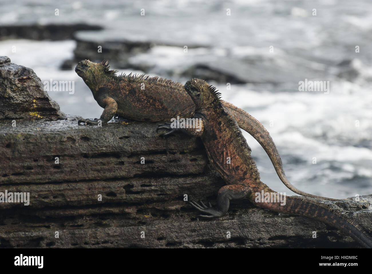 Ecuador, Galapagos, isola di Santiago, Puerto Egas, iguane marine Foto Stock