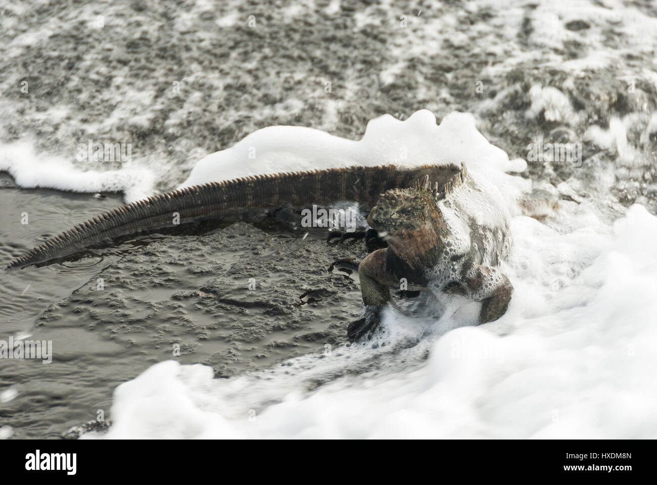 Ecuador, Galapagos, isola di Santiago, Puerto Egas, Marine iguana in surf Foto Stock
