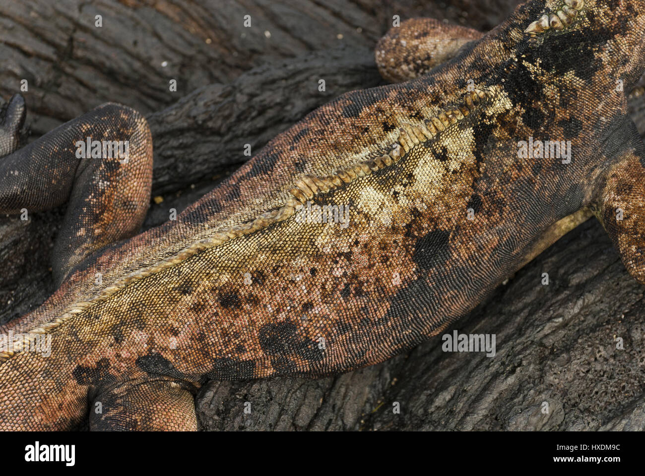 Ecuador, Galapagos, isola di Santiago, Puerto Egas, Marine iguana Dettaglio pelle Foto Stock