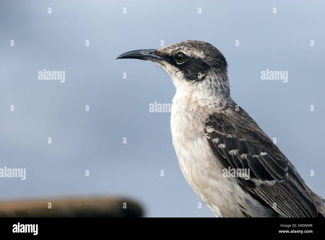 Ecuador, Galapagos, isola di Santiago, Puerto Egas, Galapagos mockingbird Foto Stock