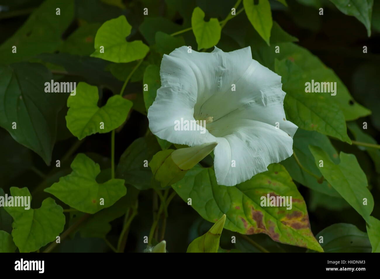 Convolvulus Bianco fiore con i suoi tentacoli sui vari impianti, Sofia, Bulgaria Foto Stock