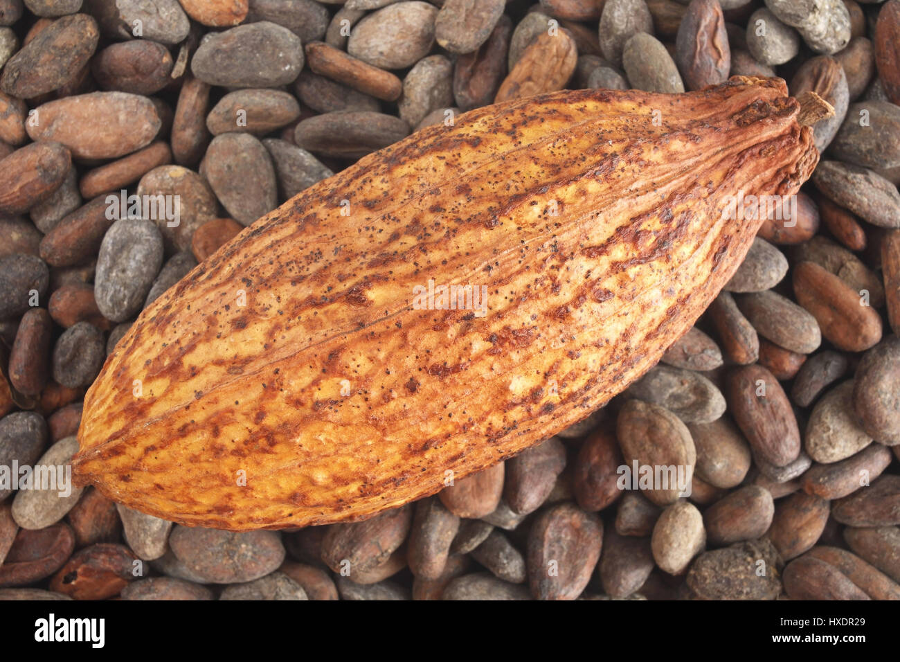 Il cacao frutta con semi di cacao, Kakaofrucht mit Kakaobohnen Foto Stock