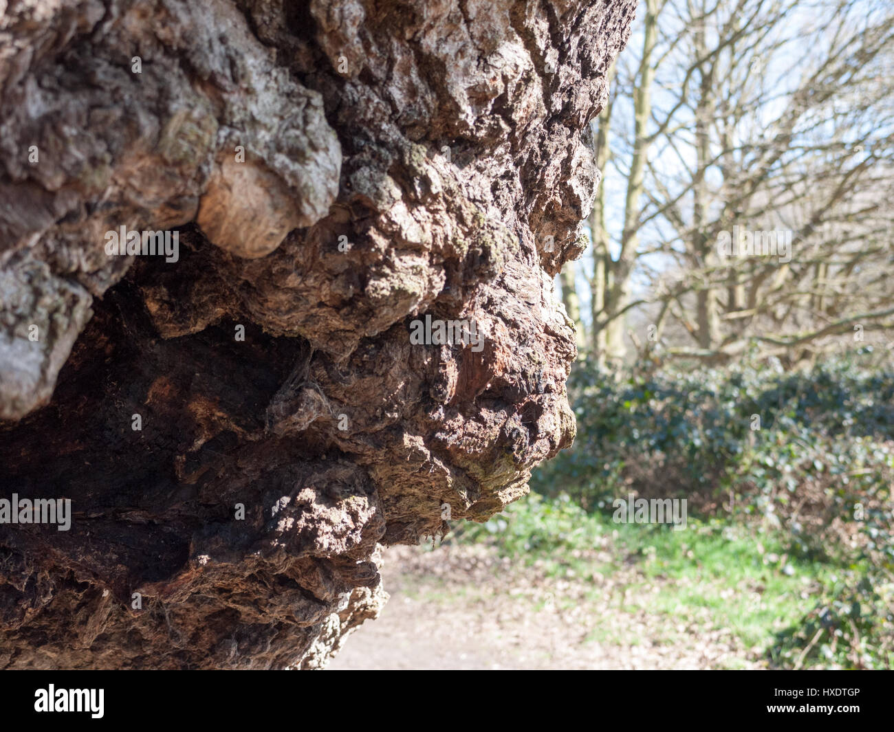 Il bordo e la corteccia di un vecchio albero di quercia Foto Stock