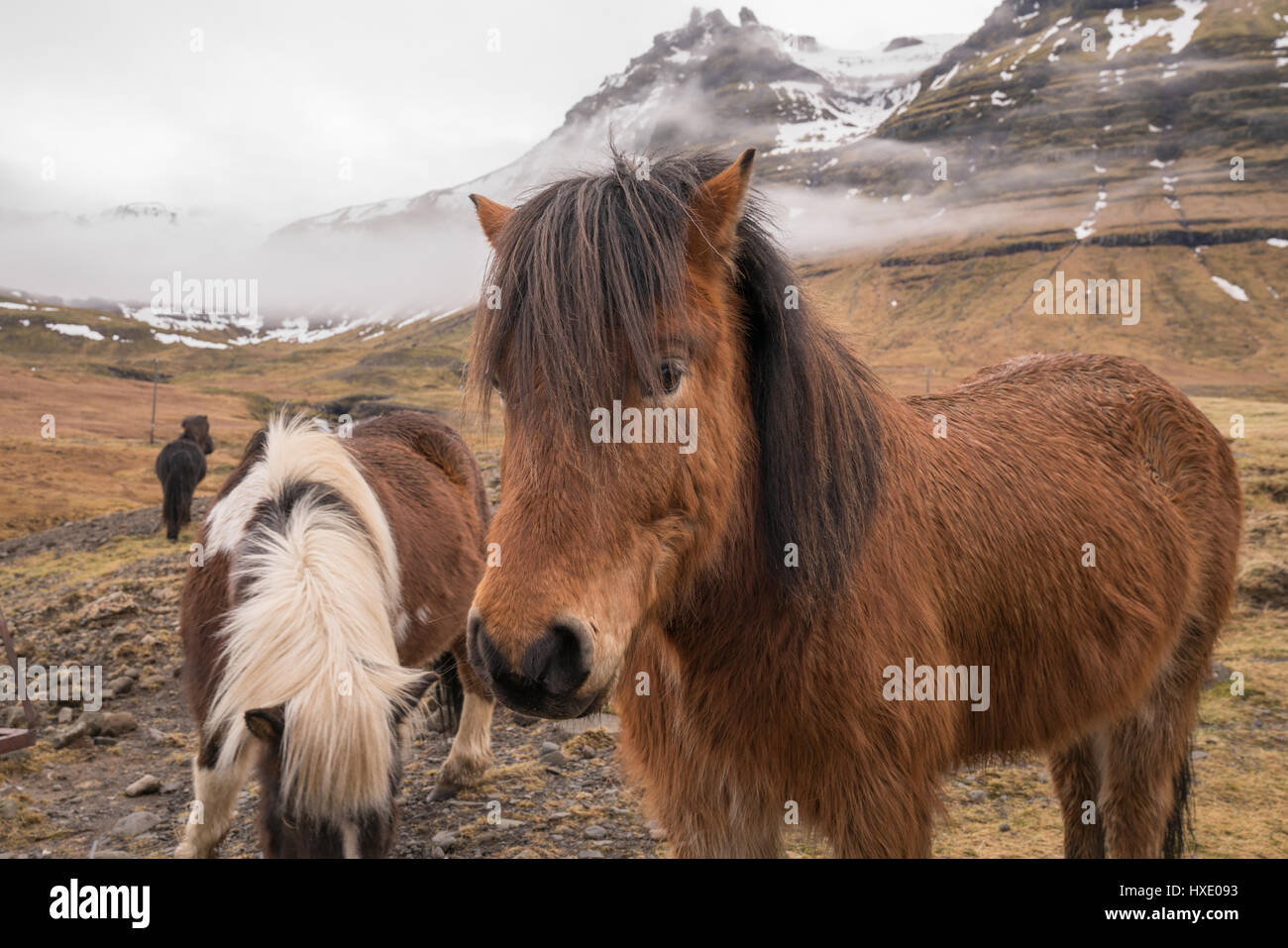 Cavalli islandesi lungo la penisola Snaefellsnes di Islanda Foto Stock