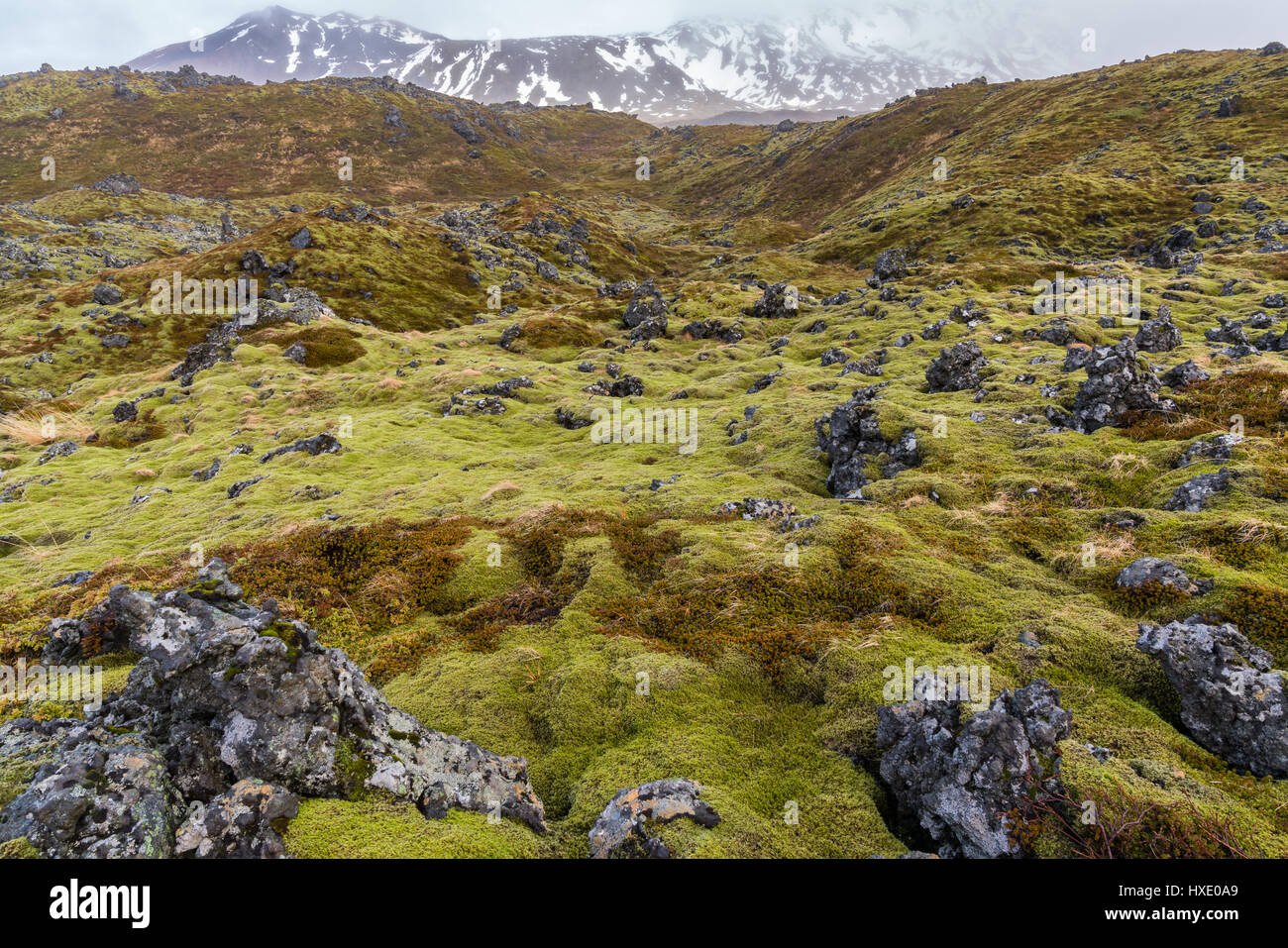 Verde muschio coperto campo di lava lungo la penisola di Snaefellsness in Islanda Foto Stock