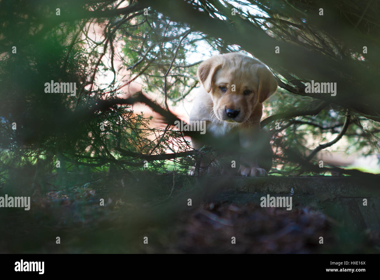 A 5 settimane vecchio cucciolo di Labrador esplora i big a livello mondiale per la prima volta. Foto Stock