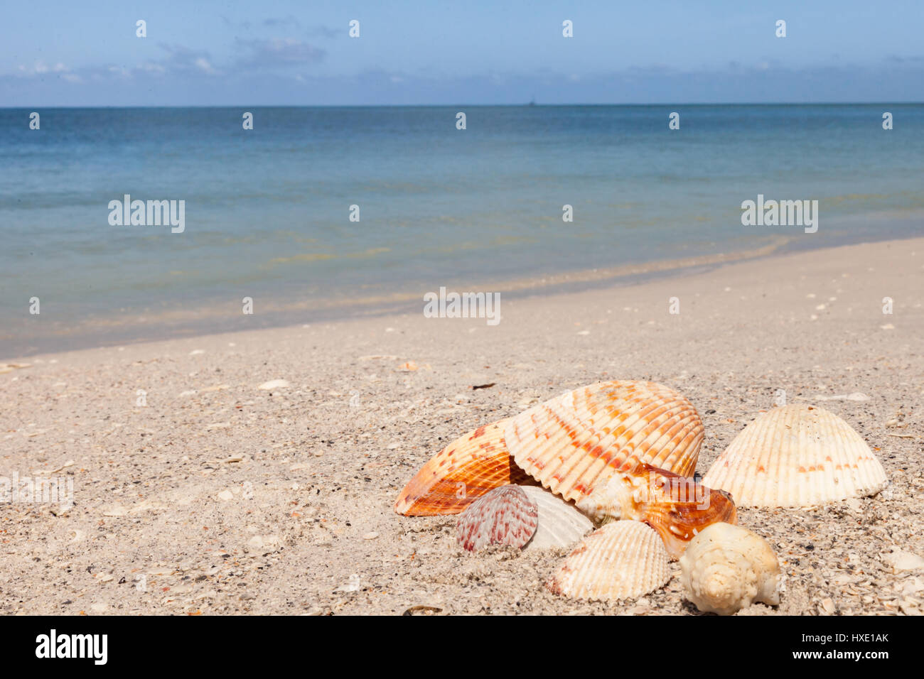 Collezione di conchiglie sulla spiaggia in Florida Foto Stock