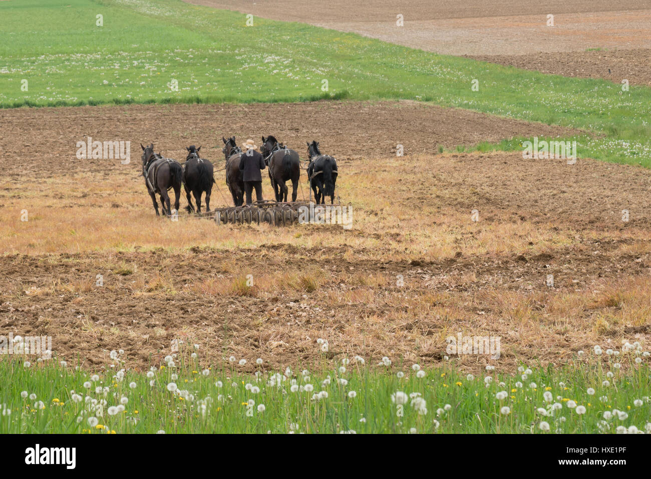 Amish uomo arando un campo con una squadra di cavalli Foto Stock