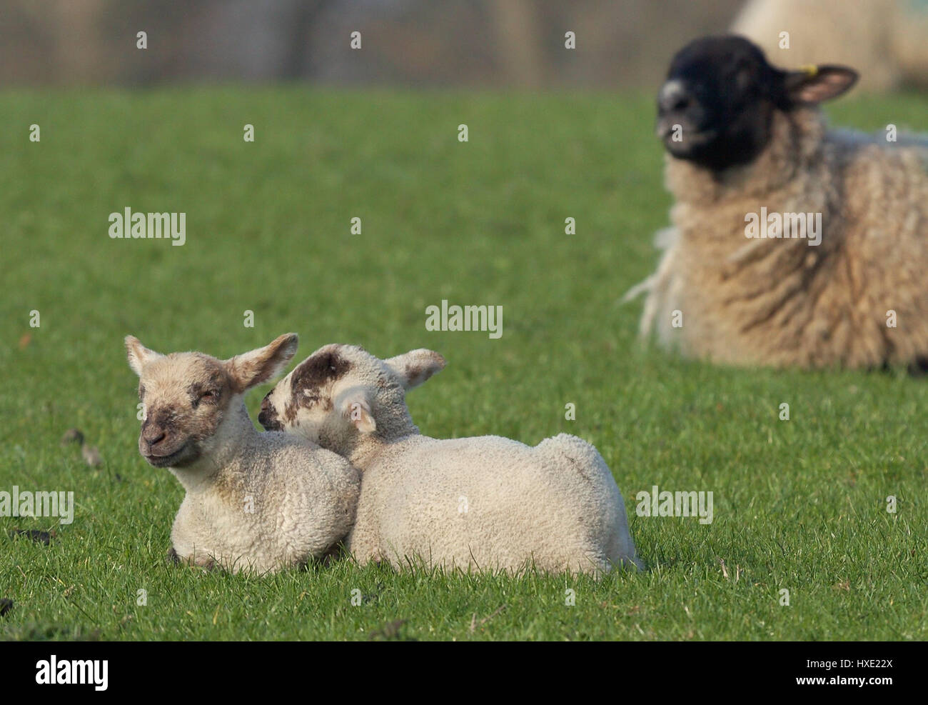 Coppia di agnelli giovani in un campo verde Foto Stock