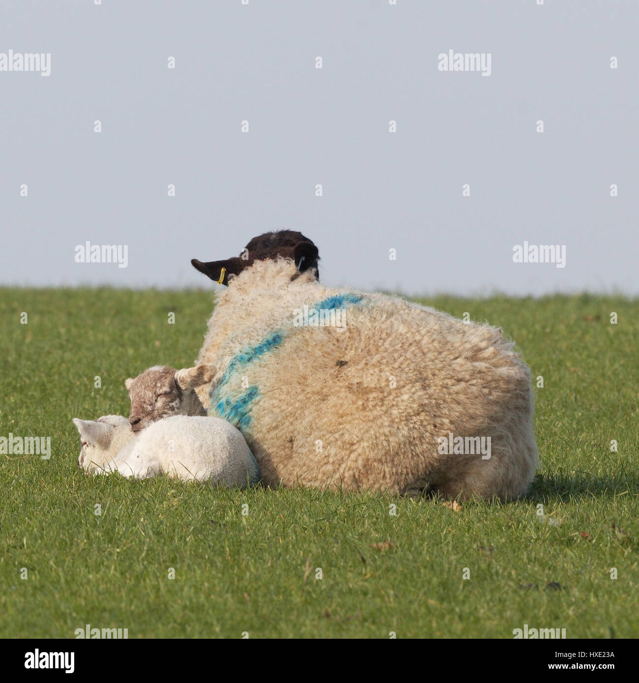 Coppia di agnelli giovani con la madre in un campo verde Foto Stock
