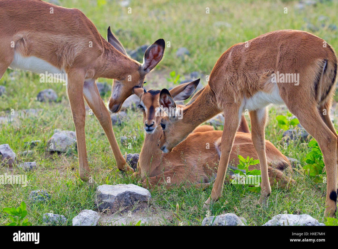 Un gruppo di Impala o Rooibok Aepyceros melampus Foto Stock
