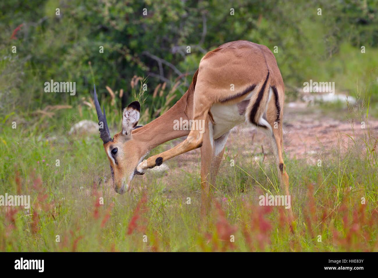 Gli impala dal muso nero Aepyceros melampus sub specie di comune Impala Namibia Africa australe Foto Stock