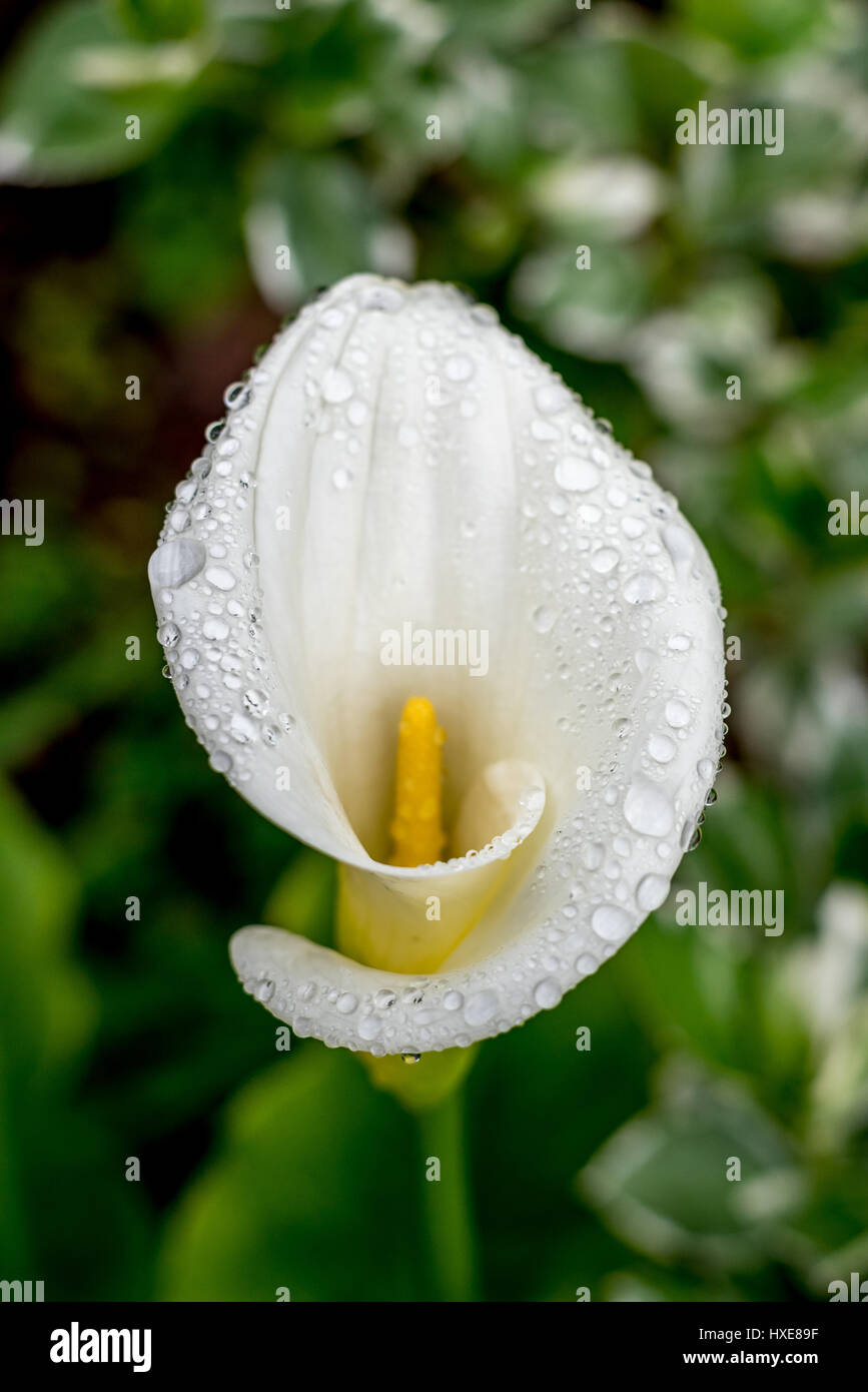Foto di stock di bianco calla lily con goccioline di acqua (gocce di pioggia) visto dal di sopra in un giardino con soft focus sullo sfondo di foglie verdi Foto Stock