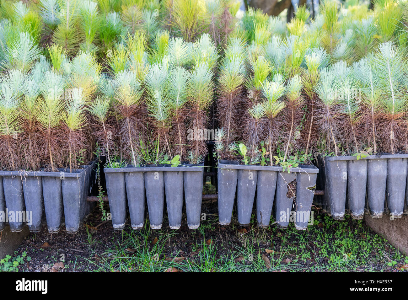 Piccole plantule di conifere Foto Stock