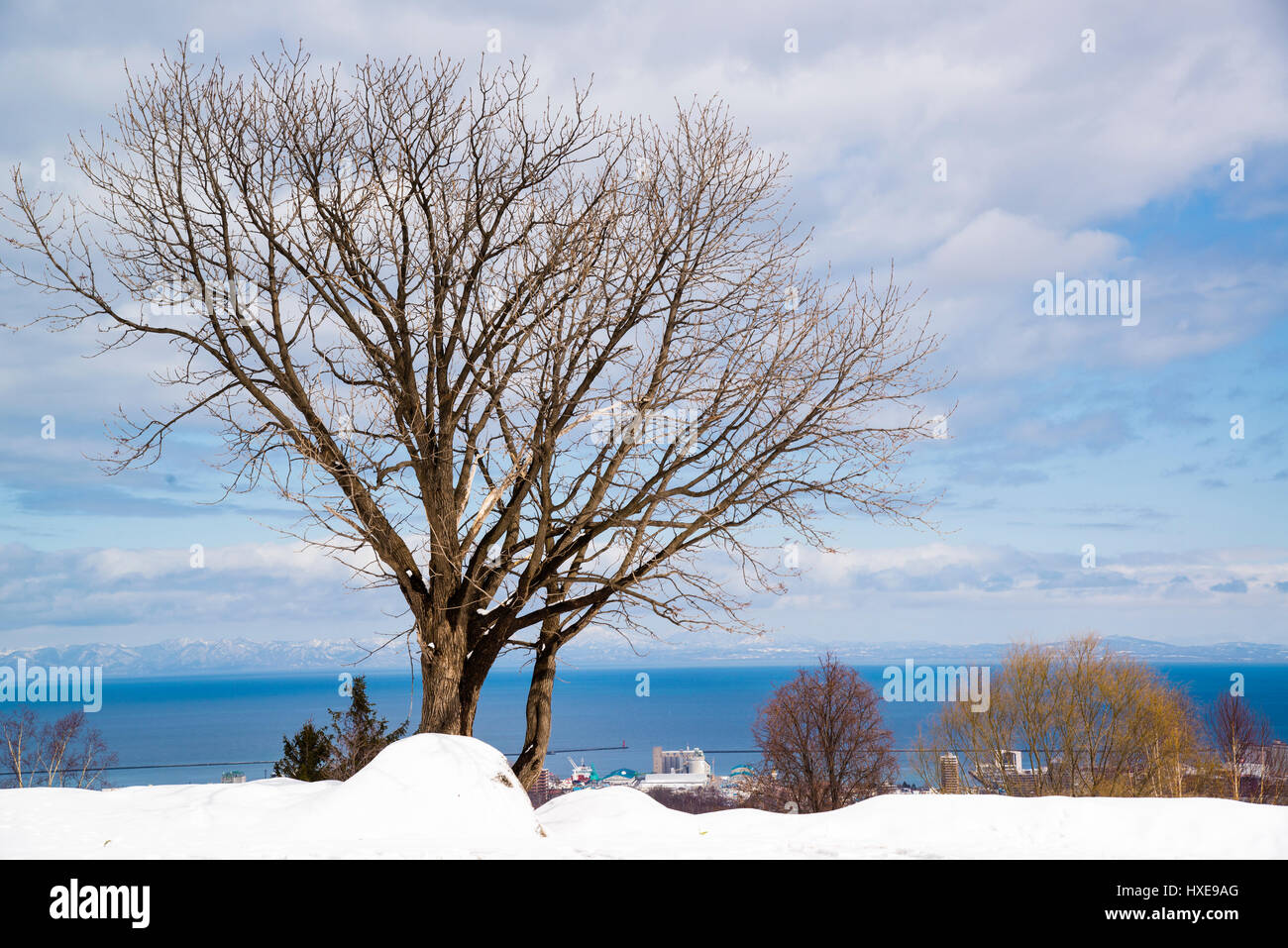 Albero sulla sommità del Tengu yama Foto Stock