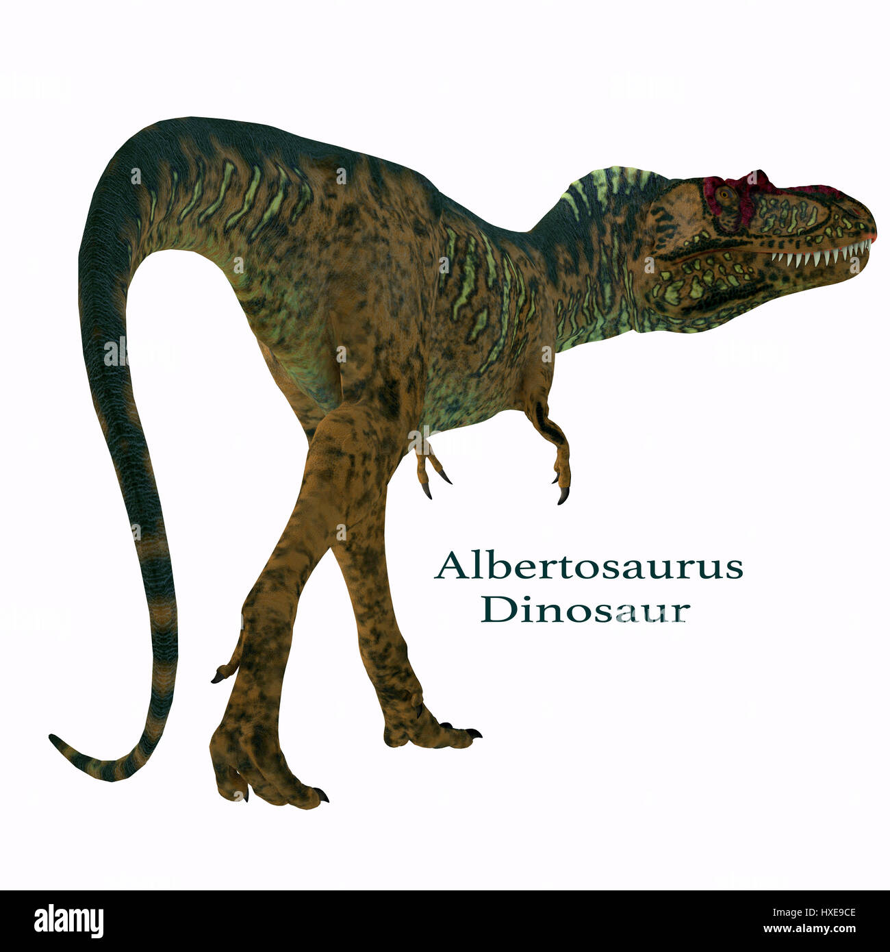 Albertosaurus era un carnivoro theropod dinosauro che ha vissuto in Nord America nel Cretaceo. Foto Stock