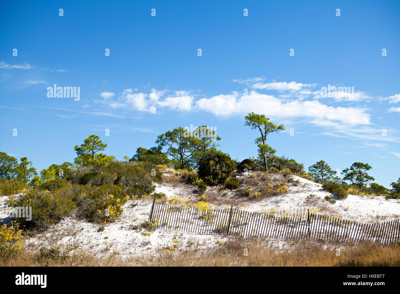 Paesaggio naturale lungo la costa del Golfo della Florida. Foto Stock