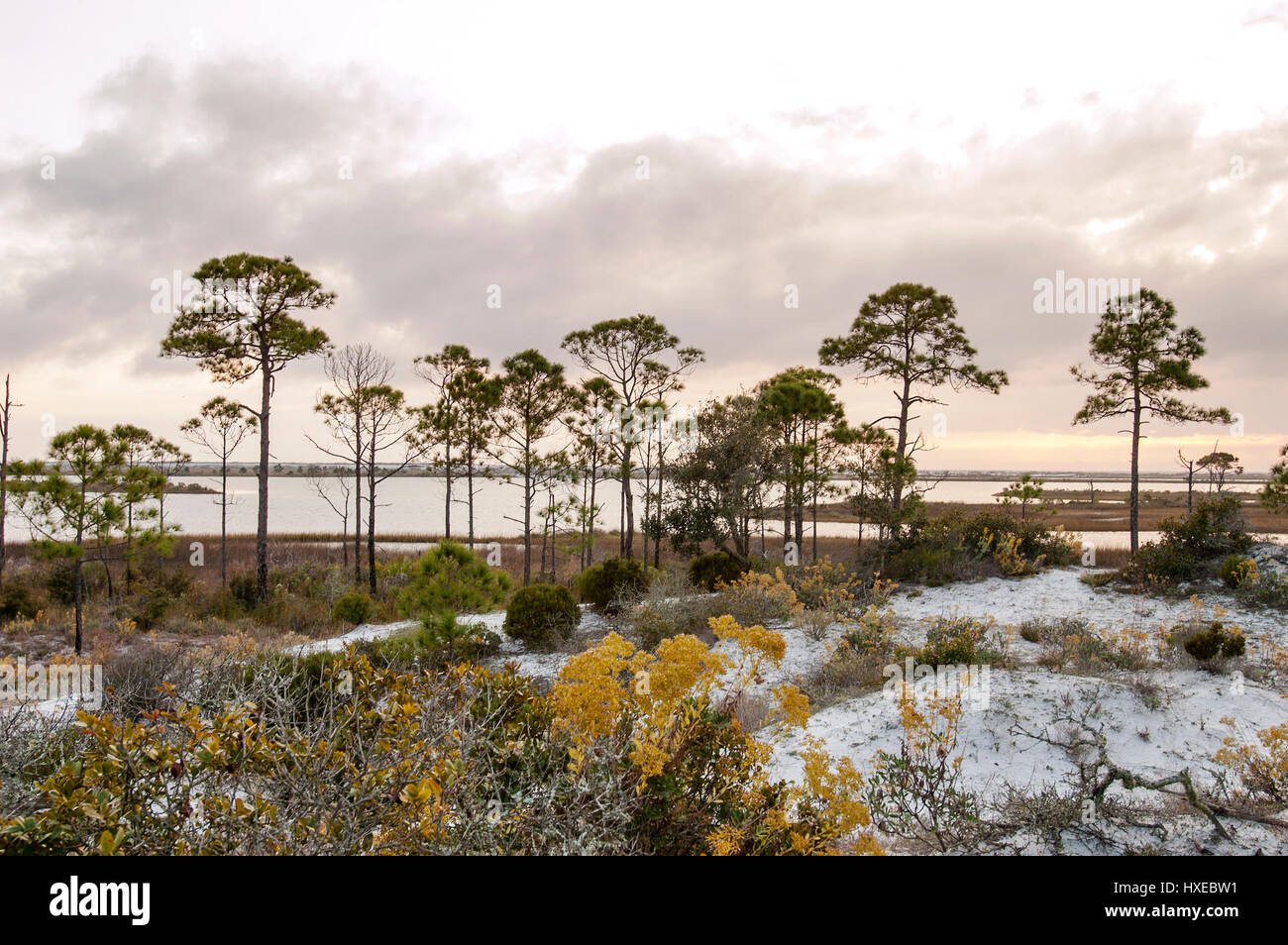 Paesaggio naturale lungo la costa del Golfo della Florida. Foto Stock