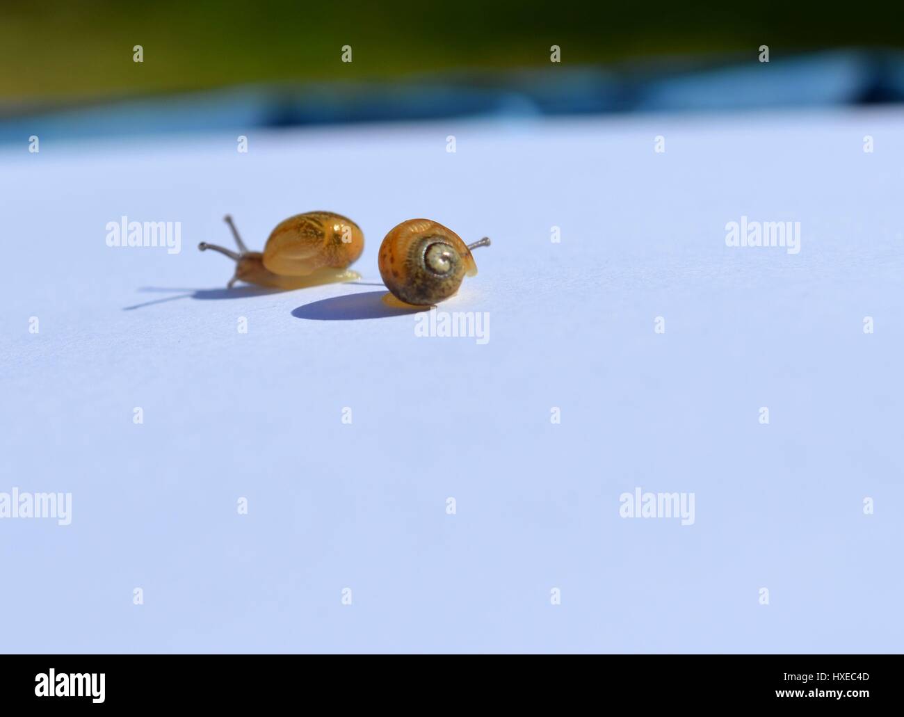 Due baby giardino comune di lumache e le loro ombre Foto Stock