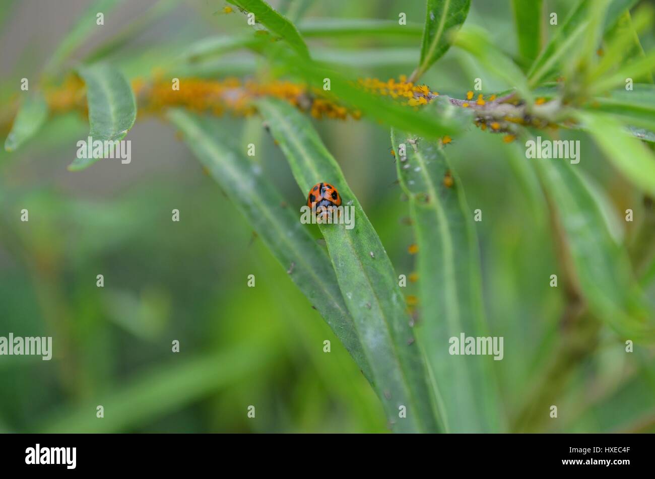 Close up di Lady Bug Beetle Bird su foglie di Milkweed brulicante di afidi di colore giallo Foto Stock