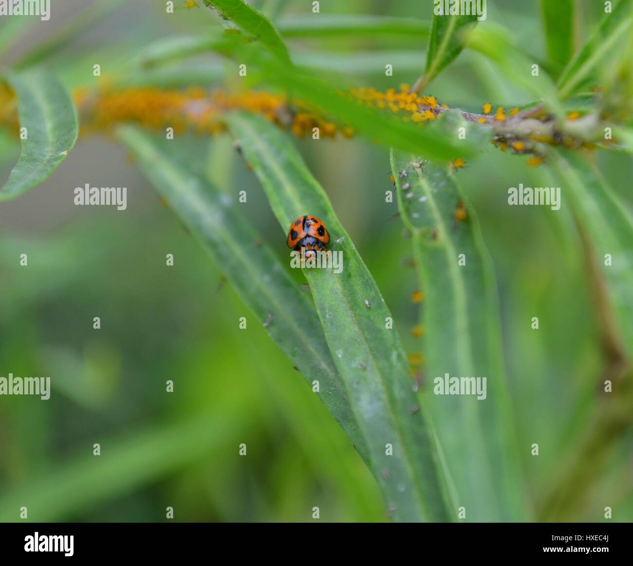 Close up di Lady Bug Beetle Bird su foglie di Milkweed brulicante di afidi di colore giallo Foto Stock