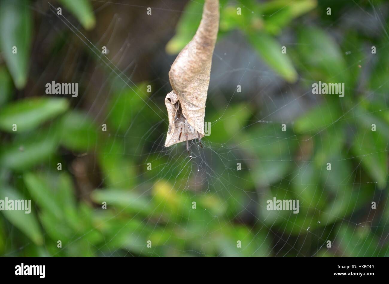 Foglia-curling spider comune per Australian cortili all'interno della foglia attaccata alla spider web Foto Stock