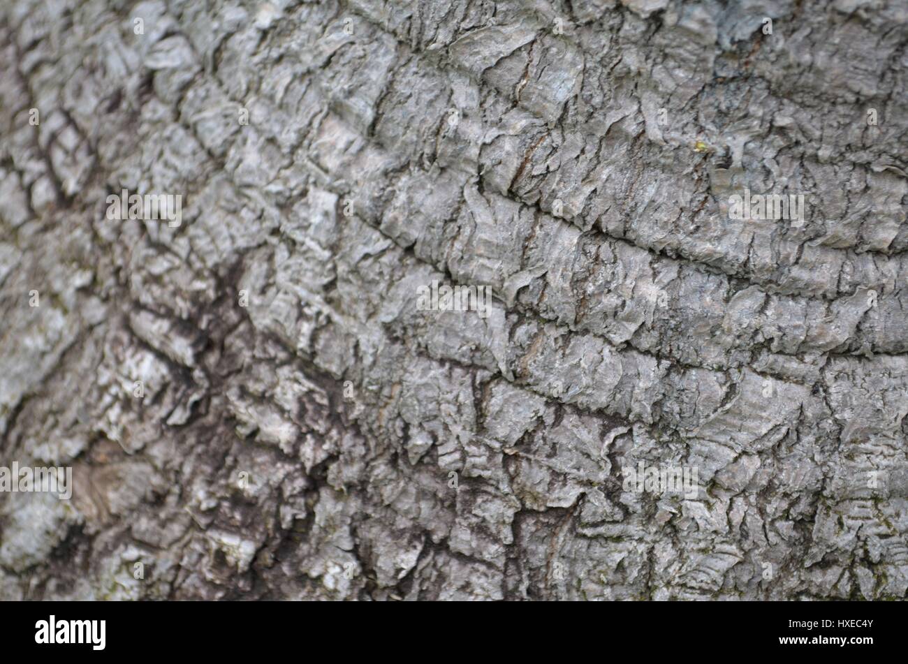 Banana tronco di albero in dettaglio texture di legno Foto Stock