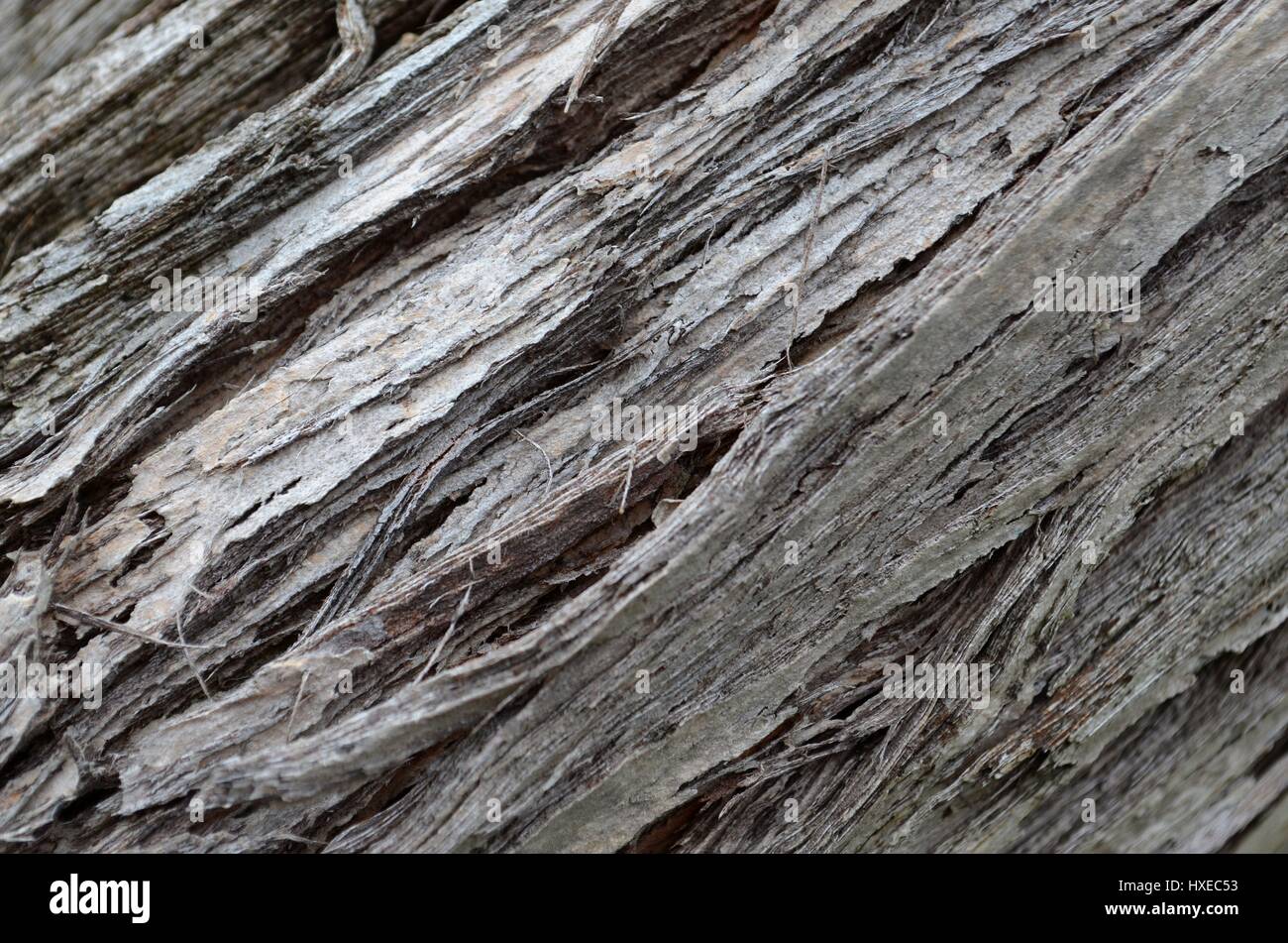 Close up di legno corteccia texture di bottiglia albero spazzola Foto Stock