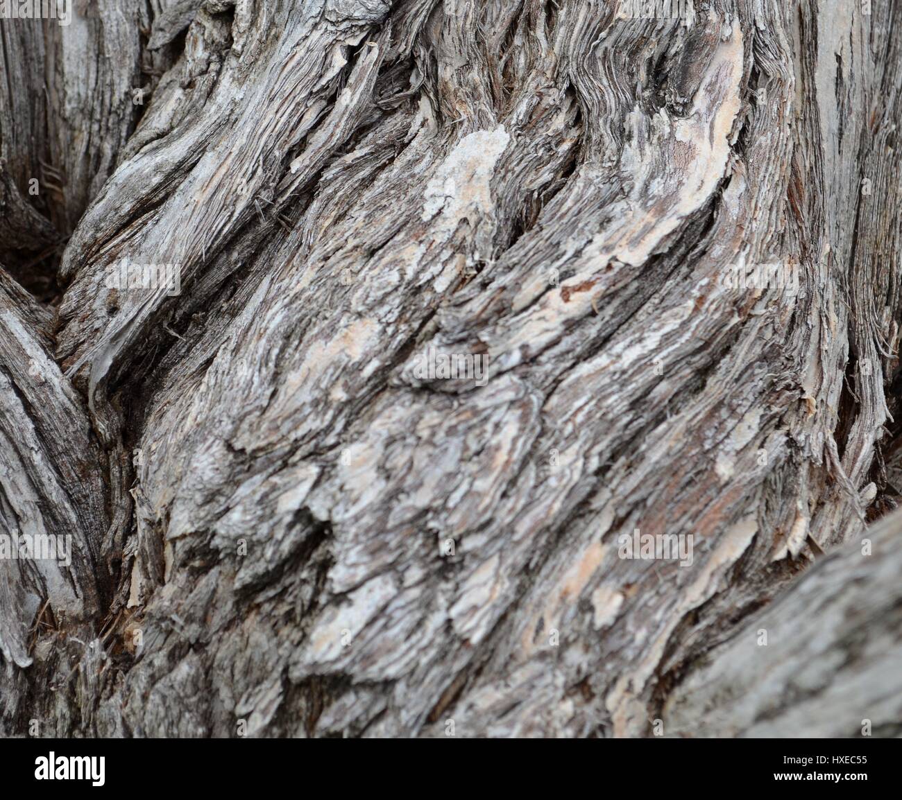 Close up di legno corteccia texture di bottiglia albero spazzola Foto Stock