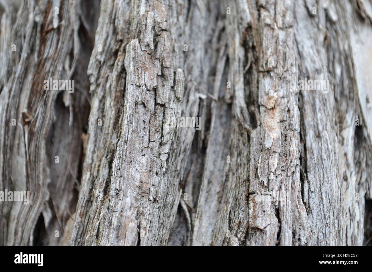 Close up di legno corteccia texture di bottiglia albero spazzola Foto Stock