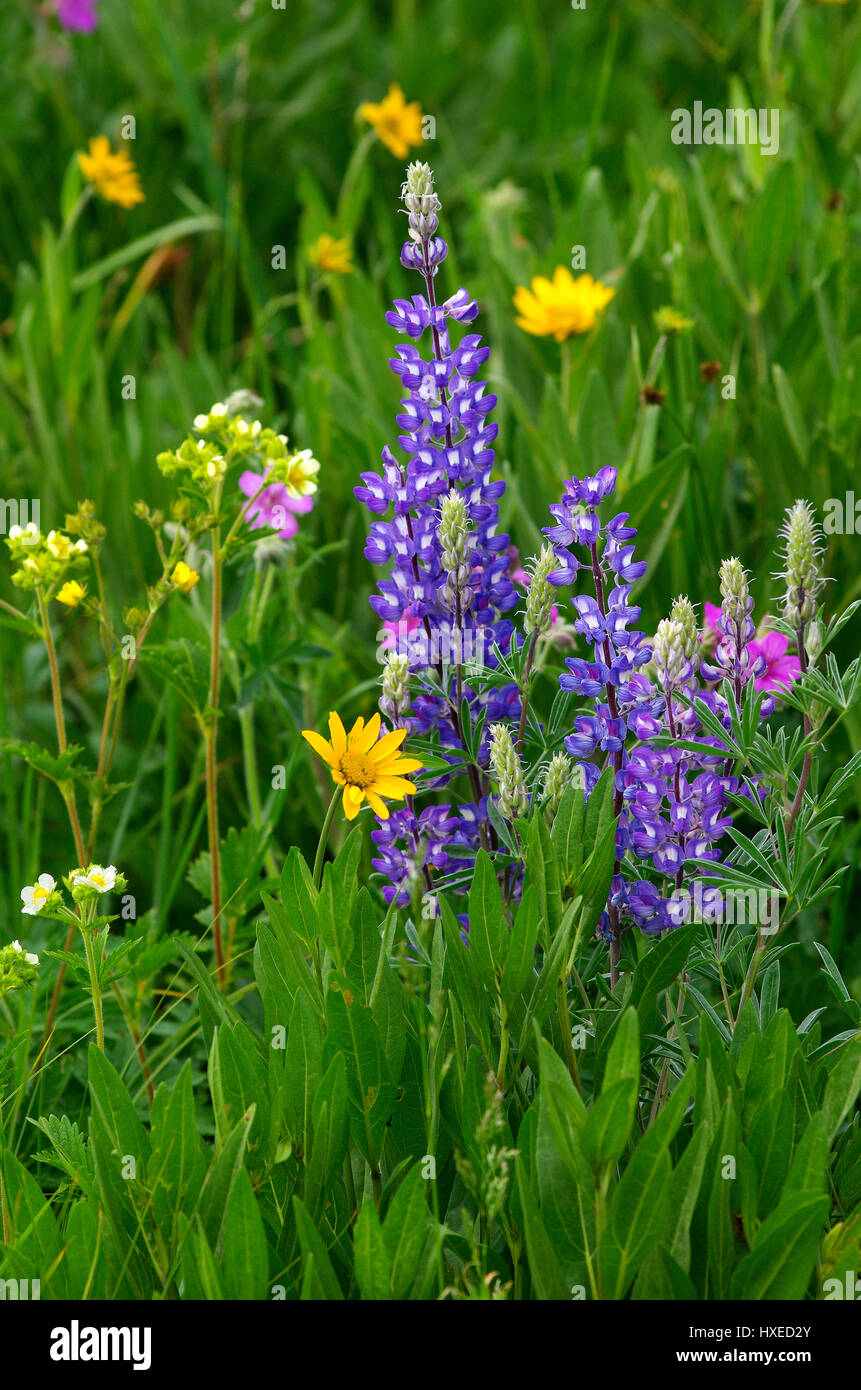 Rocky Mountain fiori selvatici nel Parco Nazionale di Yellowstone, Wyoming negli Stati Uniti, estate 2016 Foto Stock