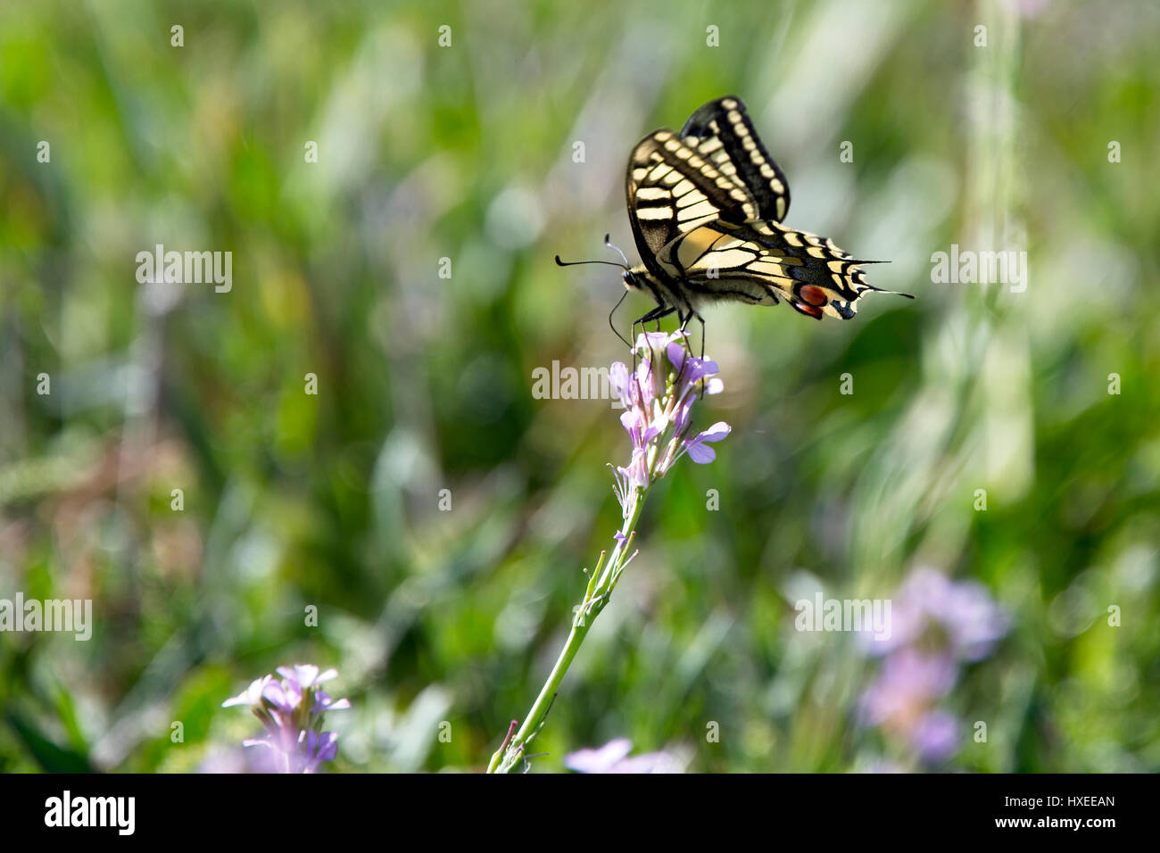 A coda di rondine, a farfalla (Papilio machaon), capo Drepano, Cipro. Foto Stock